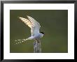 Arctic Tern, Adult Alighting On Post In Evening Light, Iceland by Mark Hamblin Limited Edition Print