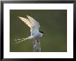 Arctic Tern, Adult Alighting On Post In Evening Light, Iceland by Mark Hamblin Limited Edition Pricing Art Print