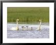 Whooper Swan, Adult Pair With Five Cygnets On Inland Lake, Iceland by Mark Hamblin Limited Edition Pricing Art Print