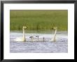 Whooper Swan, Adult Pair With Five Cygnets On Inland Lake, Iceland by Mark Hamblin Limited Edition Print