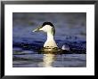 Eider, Head On Shot Of Adult Male On Water, Norway by Mark Hamblin Limited Edition Pricing Art Print