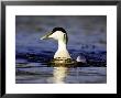 Eider, Head On Shot Of Adult Male On Water, Norway by Mark Hamblin Limited Edition Print