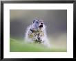 Uinta Ground Squirrel, Adult Calling Alarm As Warning To Others In Colony, Wyoming, Usa by Mark Hamblin Limited Edition Print