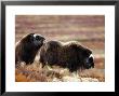 Musk Ox, Two Calves On Tundra In Autumn, Norway by Mark Hamblin Limited Edition Print