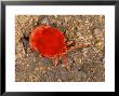 Red Velvet Mite, Botswana by Roger De La Harpe Limited Edition Print