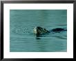 Nutria, Alsace, France by Philippe Henry Limited Edition Print