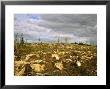 Taiga Area After Clearance, Northeast Finland by Philippe Henry Limited Edition Print
