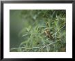 Shining Sunbeam In Montane Forest Along Eastern Andean Slope, Ecuador by Mark Jones Limited Edition Print