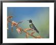 Gorgeted Sunangel, West Slope Cloud Forest, Ecuador by Mark Jones Limited Edition Print