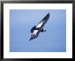 Andean Condor, Adult Male Flying Over Atacama Desert Coast, Peru by Mark Jones Limited Edition Print