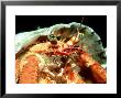 Red Hermit Crab, Madeira, Atlantic by Paul Kay Limited Edition Print