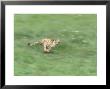 Cheetah, Acinonyx Jubatus, Running, Africa by Brian Kenney Limited Edition Pricing Art Print