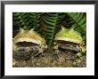 Surinam Horned Frogs, Pair, Two Colour Morphs by Brian Kenney Limited Edition Print