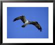 Osprey, Male In Flight, Florida by Brian Kenney Limited Edition Pricing Art Print