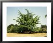 Maidenhair Tree, Ginkgo Bilboa, Origin China by Geoff Kidd Limited Edition Print