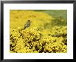 Falkland Thrush, Turdus Falcklandii by Michael Leach Limited Edition Print