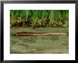 Earthworm, Lumbricus Terrestris by London Scientific Films Limited Edition Print