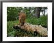 Red Squirrel, Formby, Uk by Elliott Neep Limited Edition Print