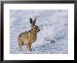 Common Hare, Standing In Haw-Frost Field, Lancashire, Uk by Elliott Neep Limited Edition Print