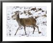 Highland Red Deer, Hind Walking In Snow, The Highlands, Scotland by Elliott Neep Limited Edition Print
