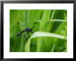 St. Marks Fly On Blade Of Grass, London, Uk by Elliott Neep Limited Edition Print