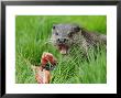 European Otter, Eating Salmon In Grass, Sussex, Uk by Elliott Neep Limited Edition Print