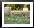 Roe Deer, Buck Following Scent Of Doe, Somerset, Uk by Elliott Neep Limited Edition Print