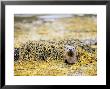European Otter, Female Appearing Amongst Seaweed, Scotland by Elliott Neep Limited Edition Print