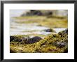 European Otter, Male Resting On Seaweed Covered Rocks In Heavy Rain, Scotland by Elliott Neep Limited Edition Print