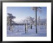 Snow Covered Pines, Patvinsvo National Park, East Finland by Heikki Nikki Limited Edition Print