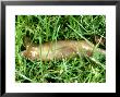 Earthworm, Copulating by Oxford Scientific Limited Edition Print
