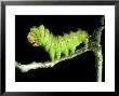 Chinese Oak Silk Moth, Larva by Oxford Scientific Limited Edition Print