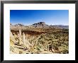 Dead Echium Flowers In Las Canadas, Lava Flow In The Distance by Martin Page Limited Edition Print