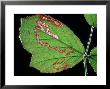 Blackberry Leaf Miner, Trail Left By Larva, Mid-Wales by Richard Packwood Limited Edition Print
