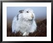 Mountain Hare Or Blue Hare, Conspicuous With No Snow, Scotland, Uk by Richard Packwood Limited Edition Print