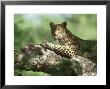 Leopard, Resting In Tree During Heat Of The Day, Botswana by Richard Packwood Limited Edition Print