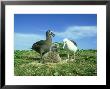 Black-Footed Albatross, And Laysan Albatross by Manfred Pfefferle Limited Edition Print