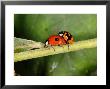 2-Spot Ladybirds, Adults Mating, Kent, Uk by Keith Porter Limited Edition Print