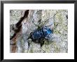 Blue Bottle Fly, Adult Female Grooming, Cambridgeshire, Uk by Keith Porter Limited Edition Print