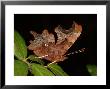 Comma Butterfly, Adult Feeding, Cambridgeshire, Uk by Keith Porter Limited Edition Print