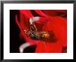 Hoverfly, Adult Feeding From Red Flower, Cambridgeshire, Uk by Keith Porter Limited Edition Print