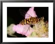 Hoverfly, Adult Basking On Flower, Cambridgeshire, Uk by Keith Porter Limited Edition Pricing Art Print