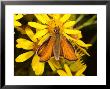 Essex Skipper Butterfly, Adult Feeding From Flower, Uk by Keith Porter Limited Edition Pricing Art Print