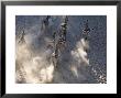 Burchells Zebra, Group Running, Botswana by Mike Powles Limited Edition Print