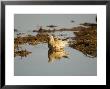 Burchells Sand Grouse, Female In Water, Bots by Mike Powles Limited Edition Print