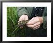 Sedge Warbler, Bird Ringing, Norfolk, Uk by Mike Powles Limited Edition Print