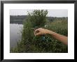 Kingfisher, Ringed Bird Being Released, Uk by Mike Powles Limited Edition Print