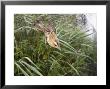 Sedge Warbler, Bird In Mist Net, Uk by Mike Powles Limited Edition Print