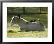 Horse, And Jackdaws, Scotland by Keith Ringland Limited Edition Print