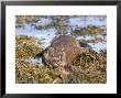 Otter, Otter With Fish Flaring Gills, Scotland by Keith Ringland Limited Edition Print